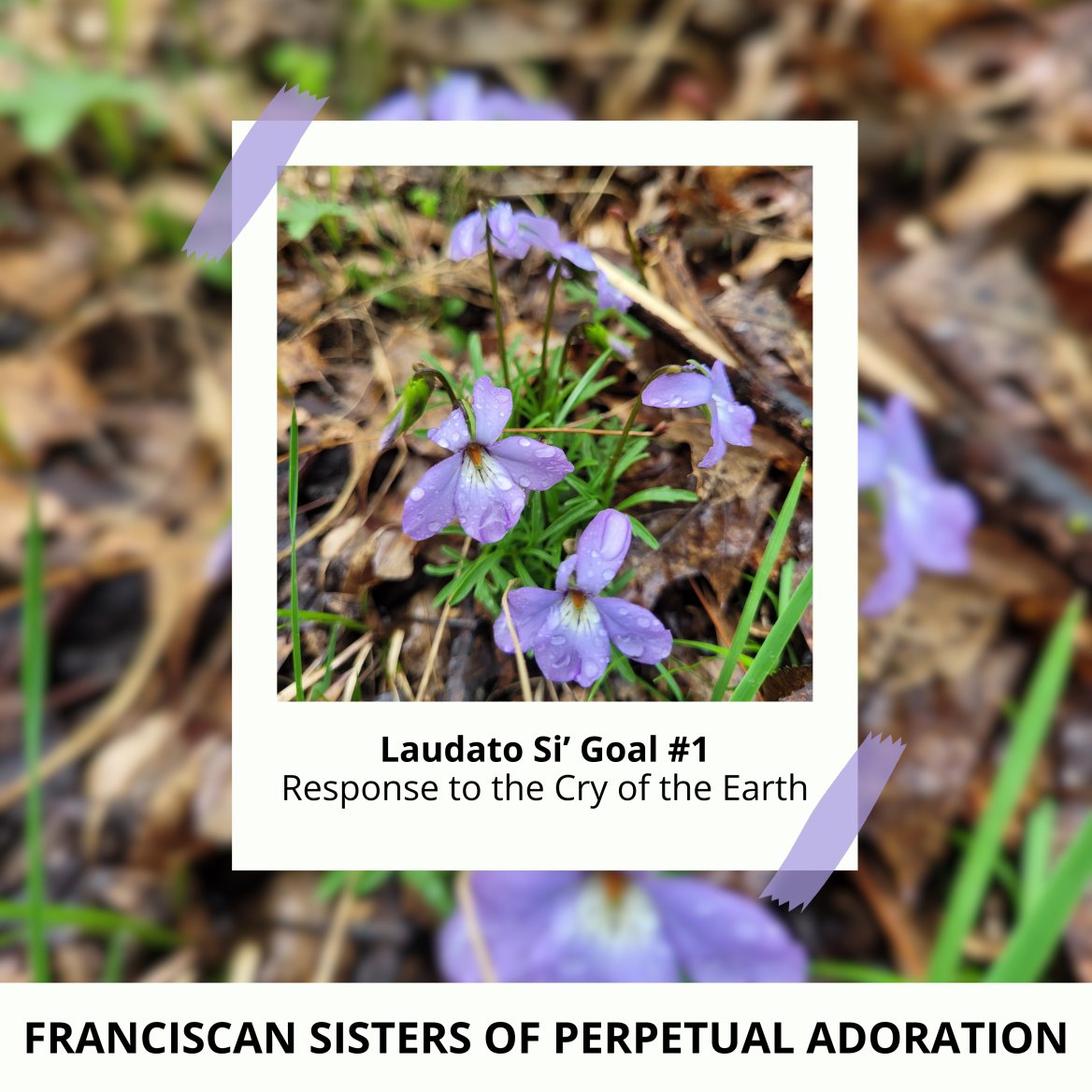 laudato si goal #1 response to the cry of the earth